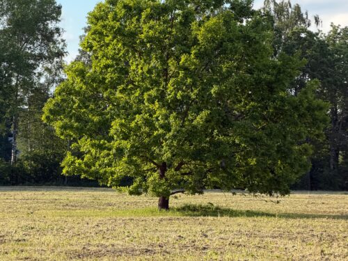Oak
