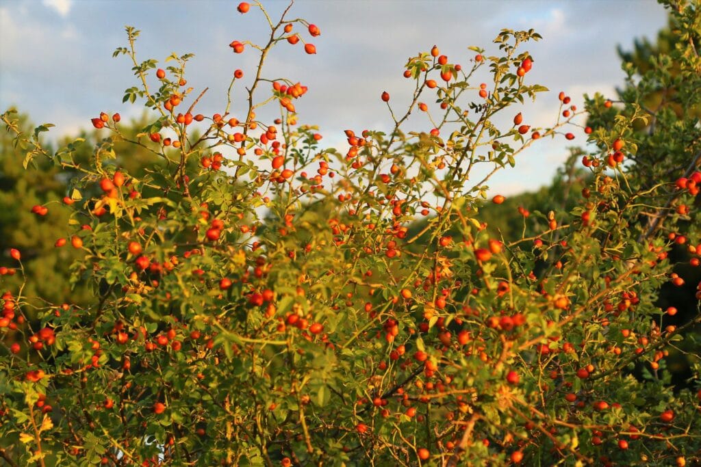 big bush of rosehips