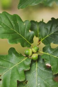 Acorns on a tree