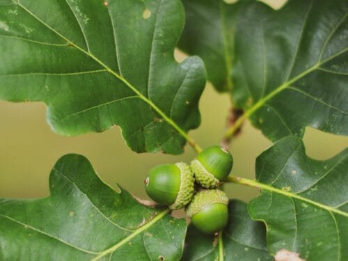 Acorns on a tree
