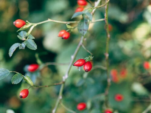 Rosehips