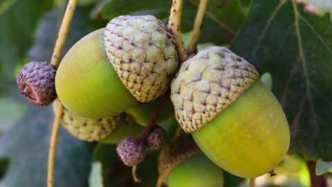 Acorns