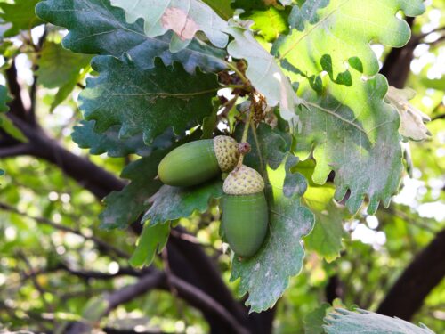 Acorns