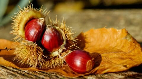 Chestnuts