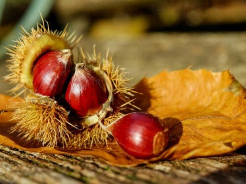 Chestnuts