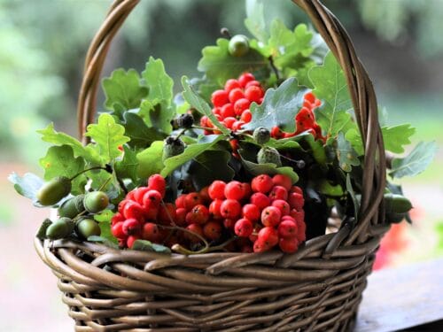 Basket Hawthorn