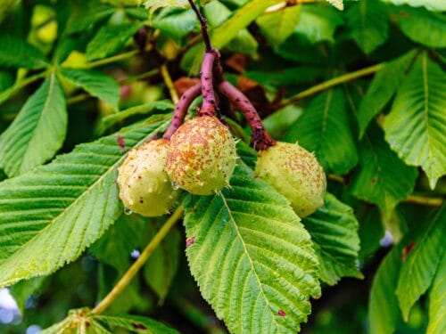 Horse Chestnut – Aesculus hippocastanum
