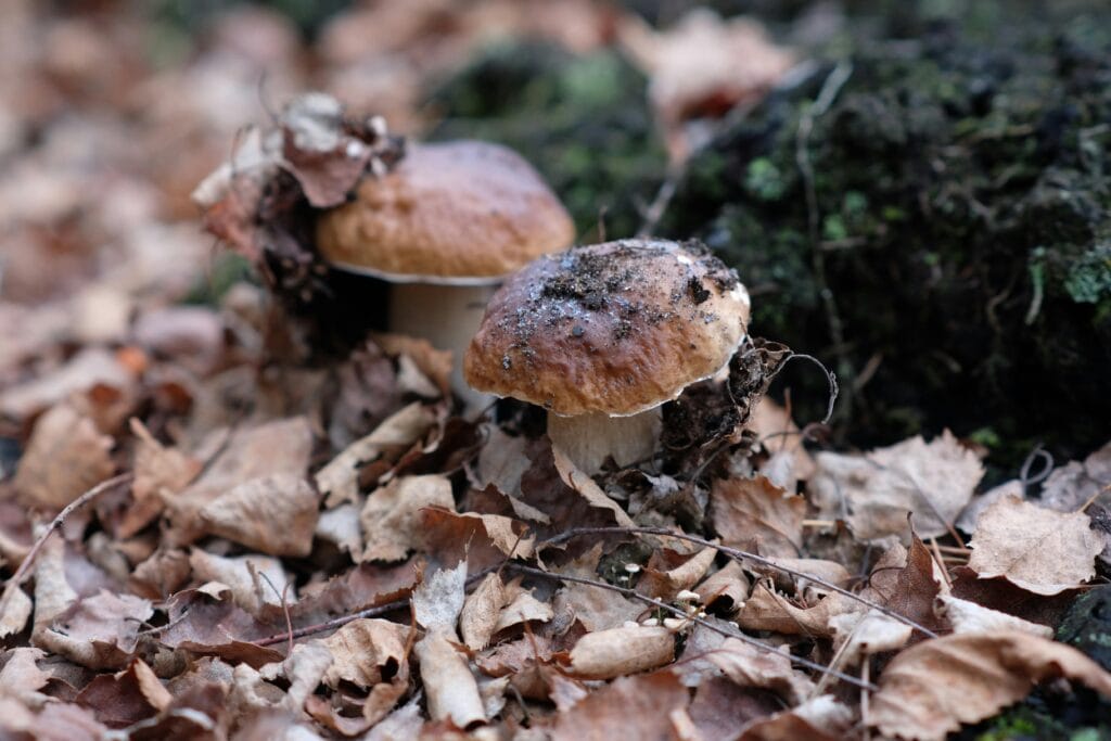 porcini with dead leafs near tree