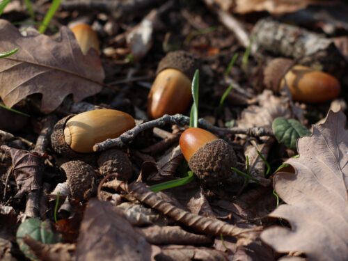 Acorns