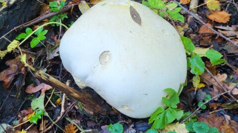 Giant Puffball