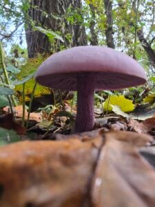 Wood Blewit