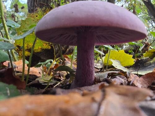Wood Blewit