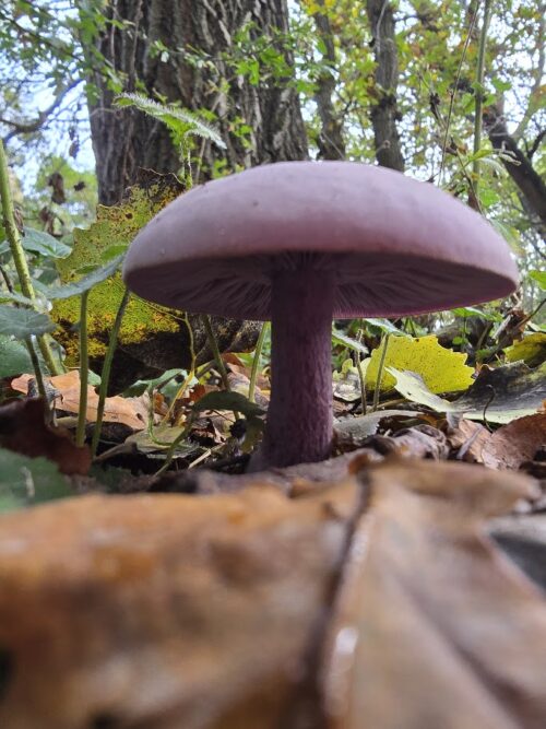 Wood Blewit