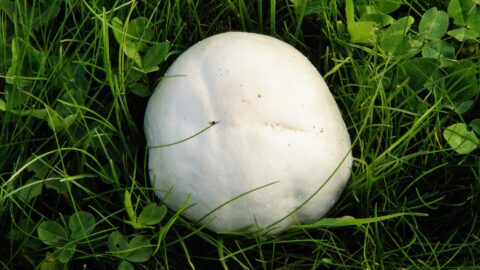 Giant puffball laying in the grass