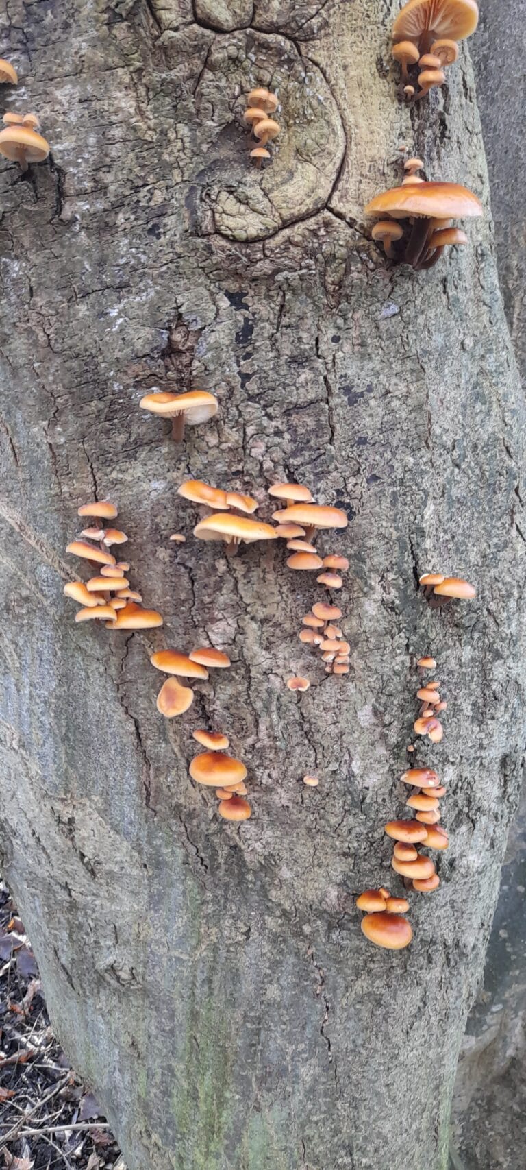 Velvet Shank on tree