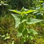Stinging nettle in sunlight
