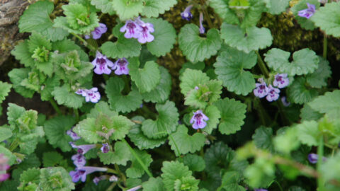 Ground Ivy