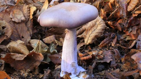 Wood Blewit