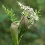angelica opening