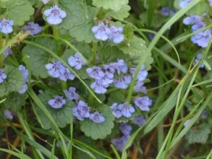 Ground Ivy in wild