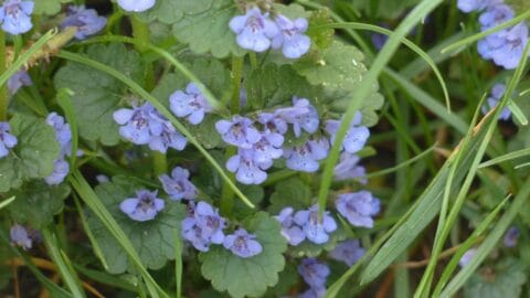Ground Ivy in wild