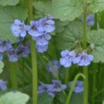 Ground Ivy with flower
