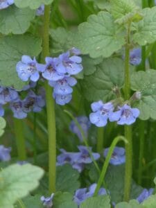 Ground Ivy with flower