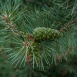 Scots pine