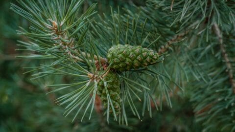 Scots pine