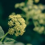 Angelica (Angelica archangelica)