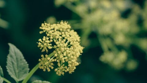 Angelica (Angelica archangelica)