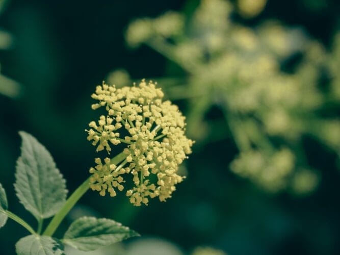 Angelica (Angelica archangelica)