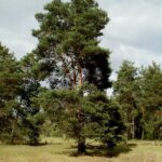 Scotsch pine
