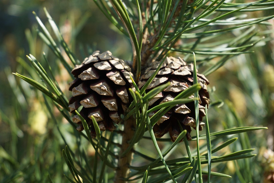 Scotsch pine