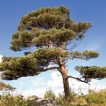 Scotsch pine