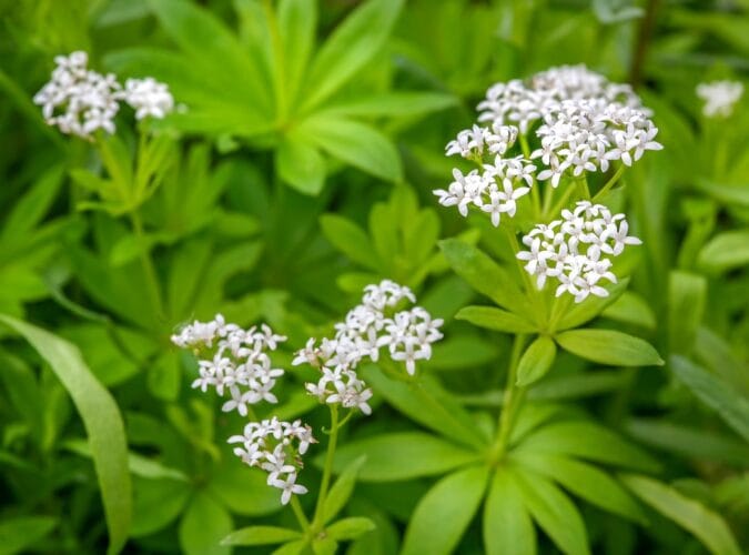 sweet woodruff with flowers