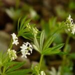 Sweet woodruff outside in nature