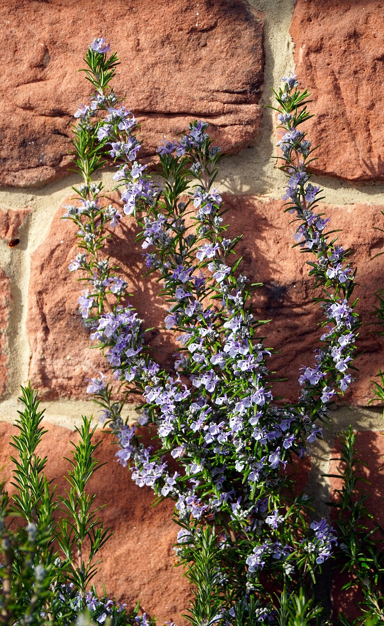 Rosemary