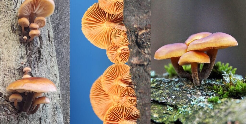 Velvet Shank Identification Photo