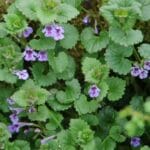 Ground ivy with flowers